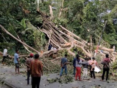 Pohon di Sepanjang Ruas Jalan Liku Sembilan Akan Dipotong