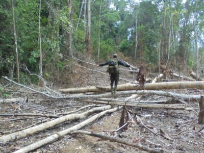Habitat Gajah di Bengkulu Kembali Dirambah Kebun Sawit