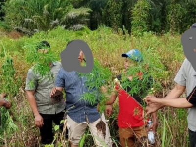 Satresnarkoba Polres Seluma Kembali Temukan Ladang Ganja