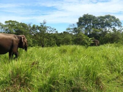 6.358 Ha Habitat Hilang, Gajah Sumatra di Bengkulu Menuju Kepunahan