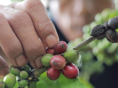 Pemprov Bengkulu Sambut Baik Rencana Pengembangan Kopi Arabika