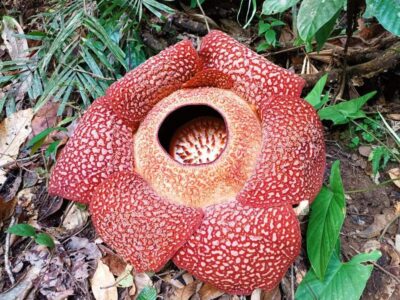 Rafflesia Bengkuluensis Mekar Sempurna di Kawasan Hutan Lindung