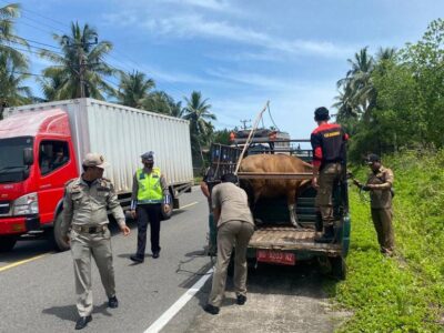 Hewan Ternak Berkeliaran di Jalan Umum Ditertibkan