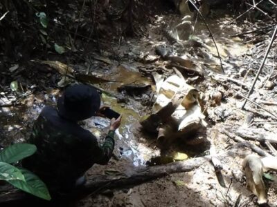 KBAS Sesalkan Kematian Gajah Sumatra di Kawasan Seblat