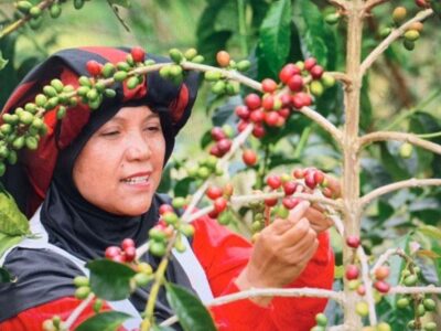 Buah Pemberdayaan UMKM BRI, Kopi Takengon Aceh Sampai ke Amerika