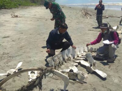 BKSDA Periksa Temuan Kerangka Hewan Raksasa di Seluma
