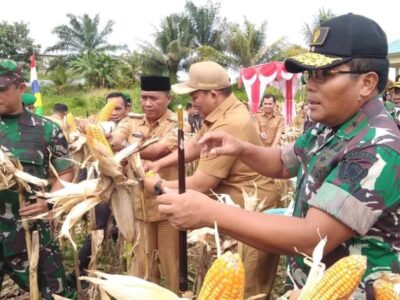 Panen Jagung Bersama Kodim 0425, Bupati Erwin: Upaya Jaga Ketahanan Pangan
