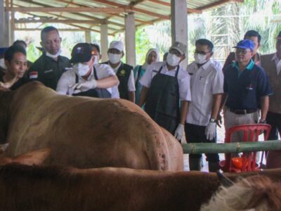 Pemprov Bengkulu Gencarkan Vaksinasi Ternak Tekan PMK