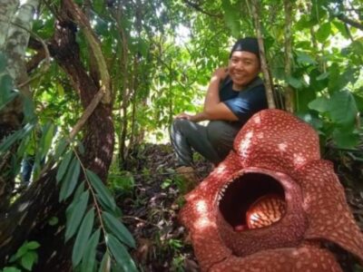 Bunga Rafflesia Berhasil Dibudidayakan, Kini Jadi Wisata Edukasi