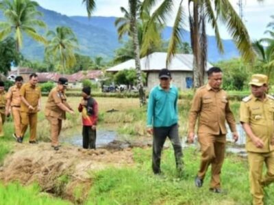 Turun ke Sawah, Bupati Lebong Tinjau Langsung Kesiapan Lahan Program MT-2