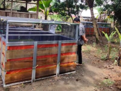 Program Budidaya Ikan Lele 6 Desa di Seluma Barat Gagal