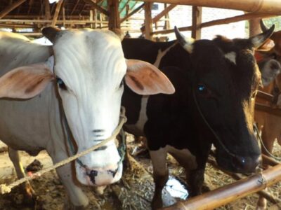 Idul Adha Besok, Pemkot Salurkan 52 Ekor Sapi dan 9 Ekor Kambing