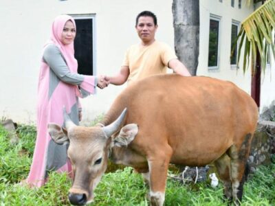 Sukseskan Program Pemkot, Kominfo Salurkan Sapi untuk Masyarakat