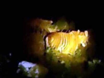 Warga Cemas, Harimau Masih Berkeliaran di Sekitar Pemukiman