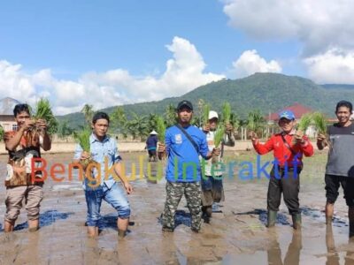 Sukseskan Program MT-2, Desa Sukau Rajo Lebong Turun Tanam