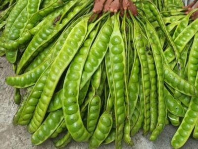 Manfaat Petai: Antioksidan, untuk Diet hingga Kesehatan Jantung