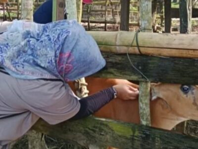 Distan Mukomuko Beri Pengobatan Sapi Milik Warga Desa Pasar Sebelah