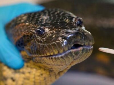 Spesies Baru Anakonda Ditemukan di Hutan Amazon