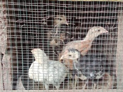 Kades Talang Rendah Sulit Dikonfirmasi Usai Bantuan Pengadaan Unggas Ditolak Warga