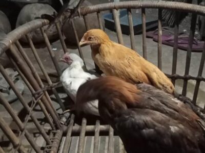 Telan Anggaran Rp 151 Juta, Pengadaan Ayam Desa Mekar Sari Seluma Diduga Mark Up