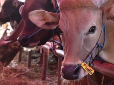 Pemkab Lebong Bagikan 19 Ekor Sapi Kurban untuk Masyarakat