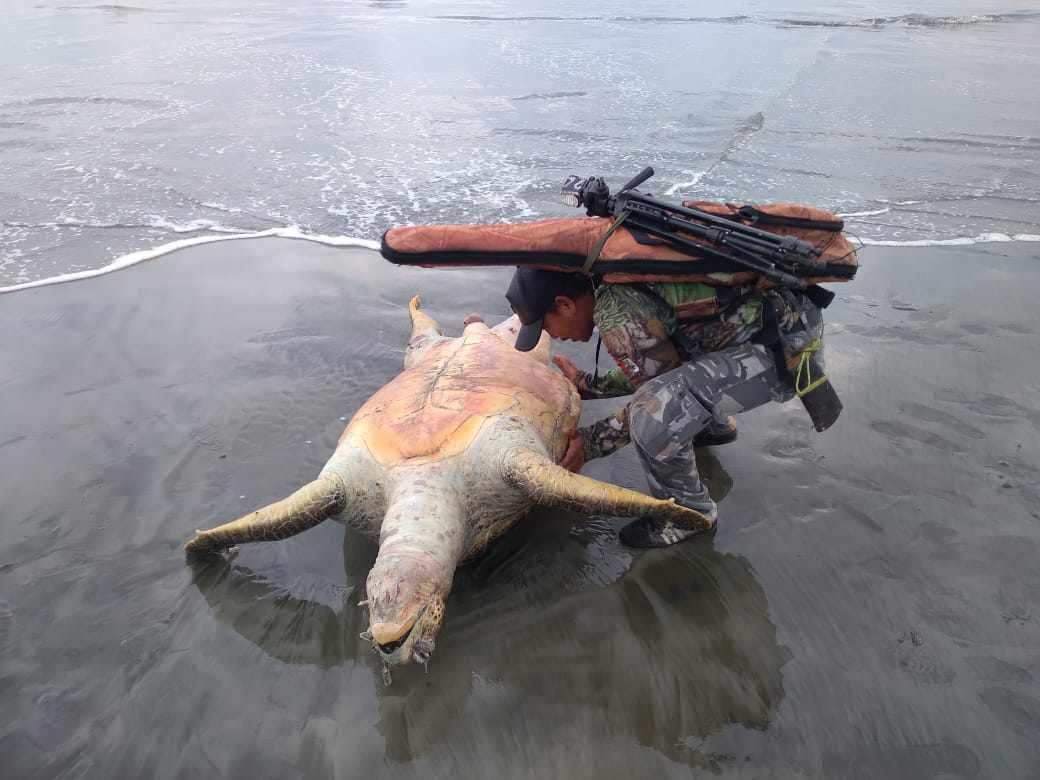 Penyu Lekang Mati Terdampar di Pantai Pasar Seluma