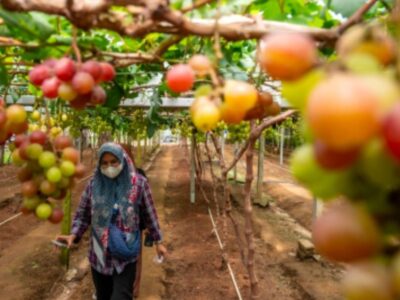 Pemanfaatan Lahan Kering, Peluang Besar Pertanian Indonesia
