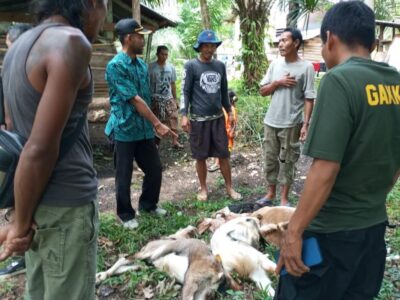 Harimau Masuk Kampung, 3 Ekor Kambing Warga Seluma Kena Mangsa