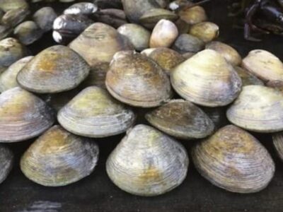 Disparpora Mukomuko Dukung Ekonomi Kreatif Kuliner Samba Lokan
