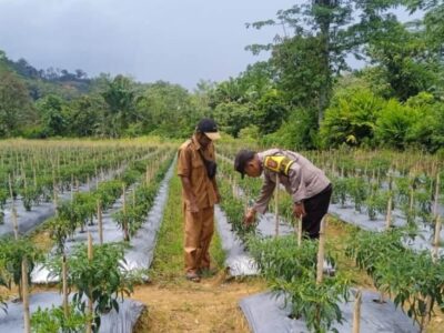 Polsek Talo Seluma Tinjau Lahan Ketahanan Pangan Dukung Program Asta Cita