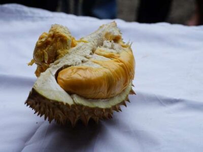 71 Varietas Durian Ikut Bersaing dalam Festival Durian Bengkulu